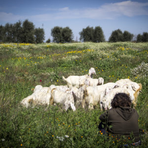 campagna, country, lifestyle, primavera, ricetta, homemade, pecore, pastore, basilicata, foodblogger