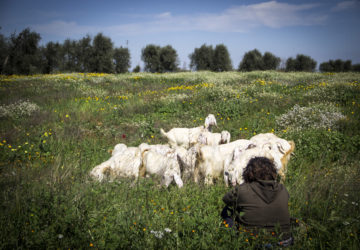 campagna, country, lifestyle, primavera, ricetta, homemade, pecore, pastore, basilicata, foodblogger