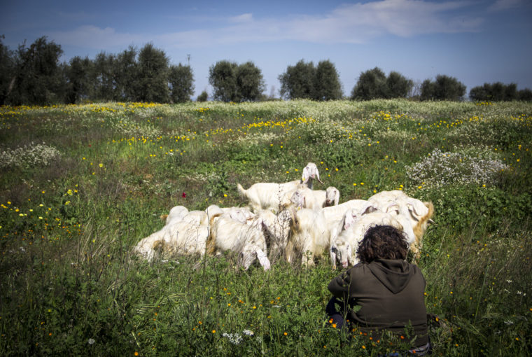 campagna, country, lifestyle, primavera, ricetta, homemade, pecore, pastore, basilicata, foodblogger