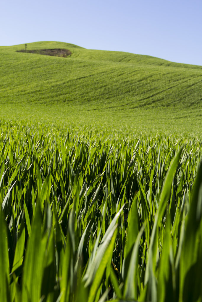 campagna, country, primavera, paesaggio, ricetta, asparagi, foodphotography