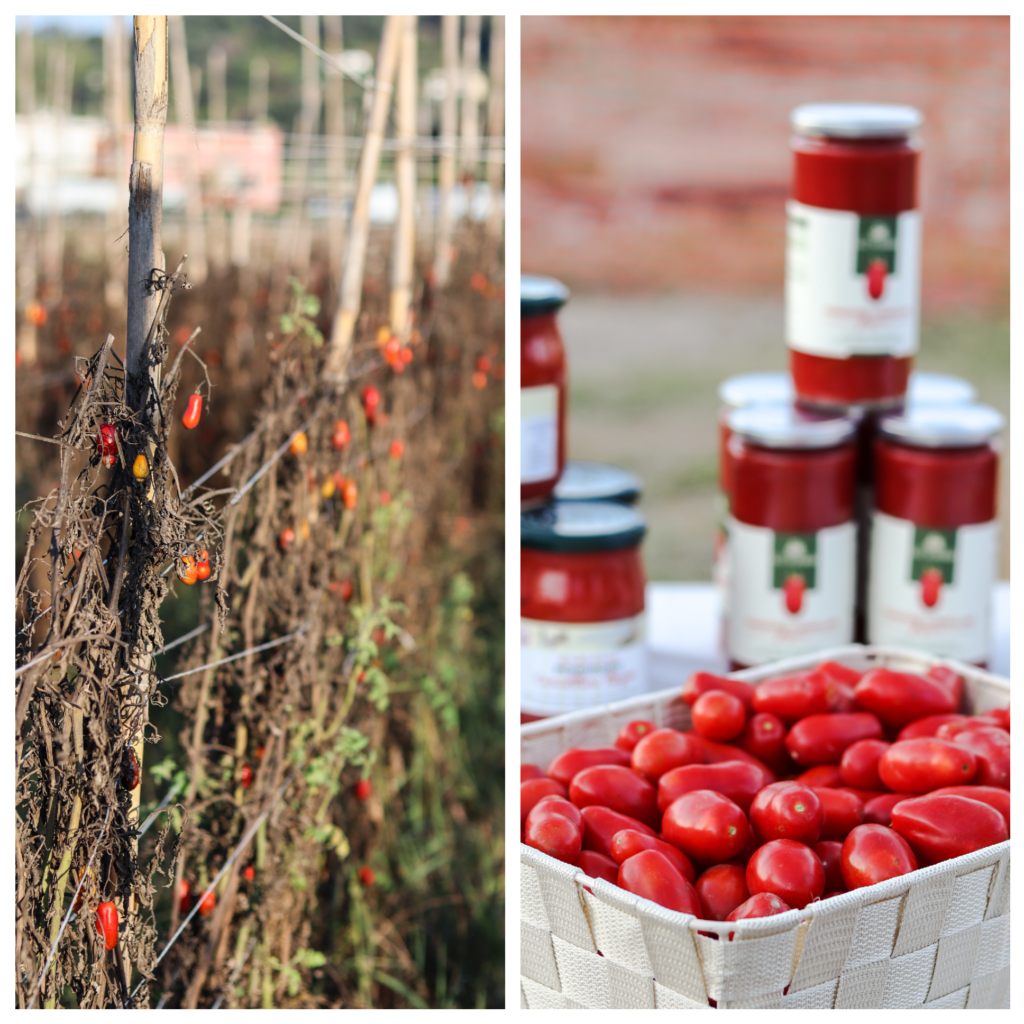 pomodoro cannellino flegreo, piantagione, napoli