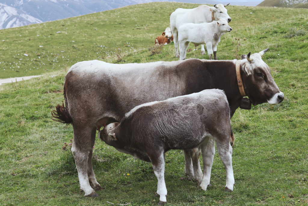 abruzzo