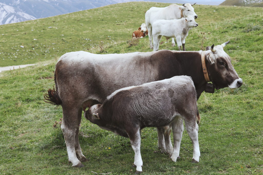 abruzzo