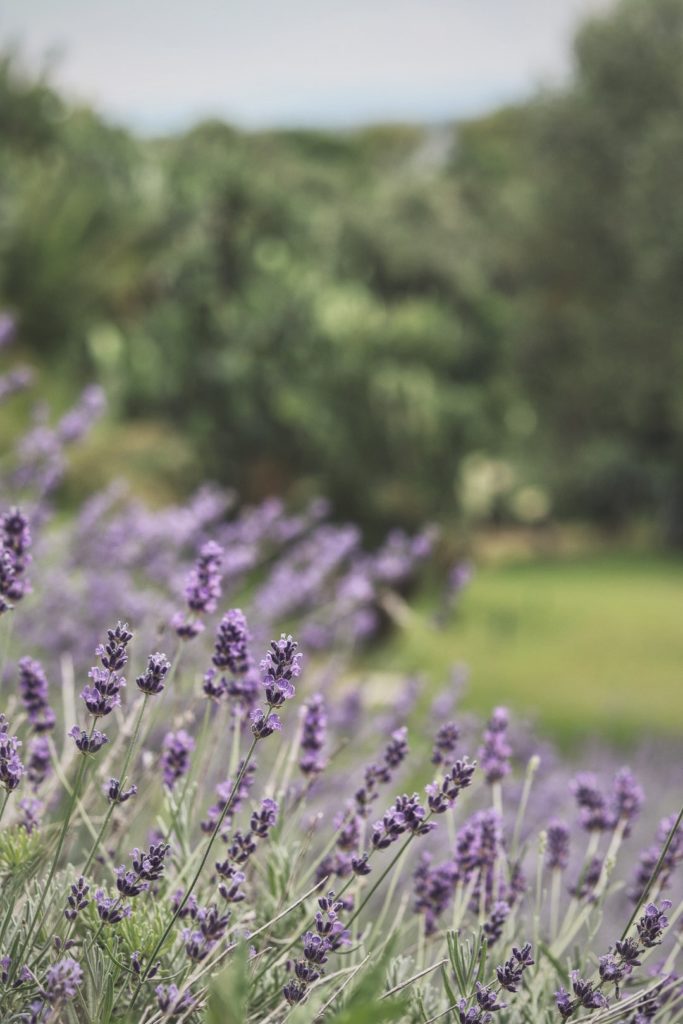 torta lavanda