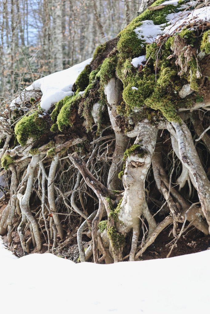 paesaggi di neve